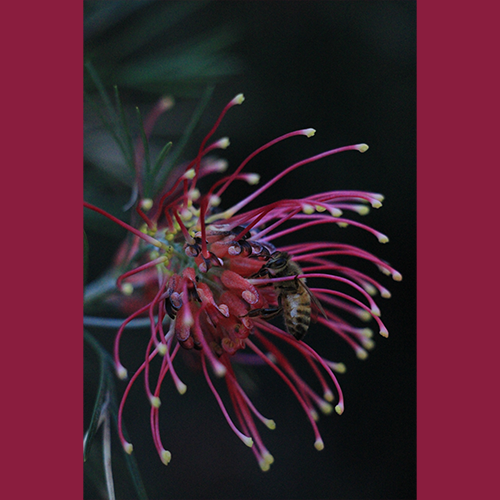 Botanical Exploration