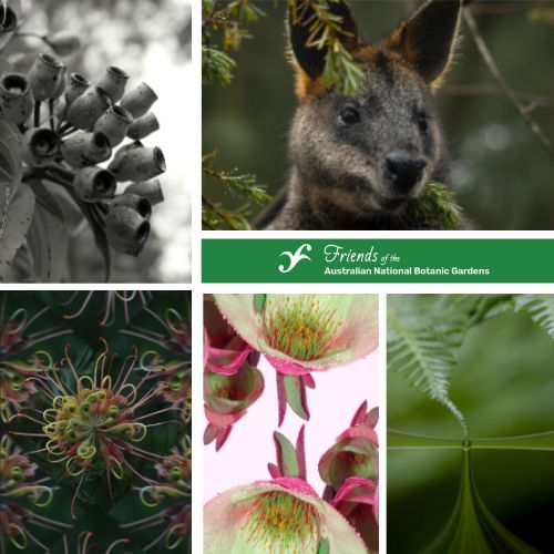 Botanic Gardens Student Photographic competition